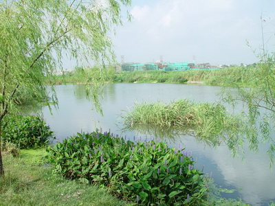 青浦生態(tài)河道工程